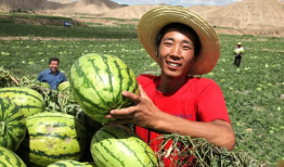 长垣县今日吃瓜爆料,吃瓜爆料，揭秘幕后真相